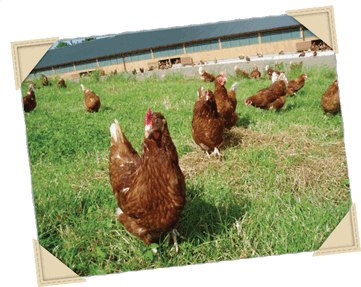 hen image 1